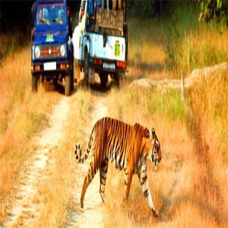 Stay In A Camping Ground In Rishikesh, Rishikesh 1